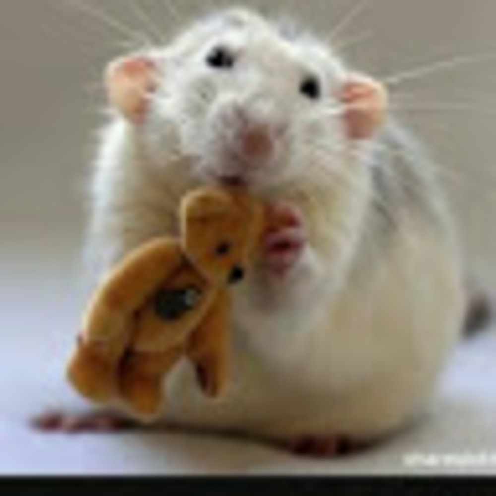 Meet your Posher, Alisha